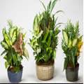 Lindel Dish Garden